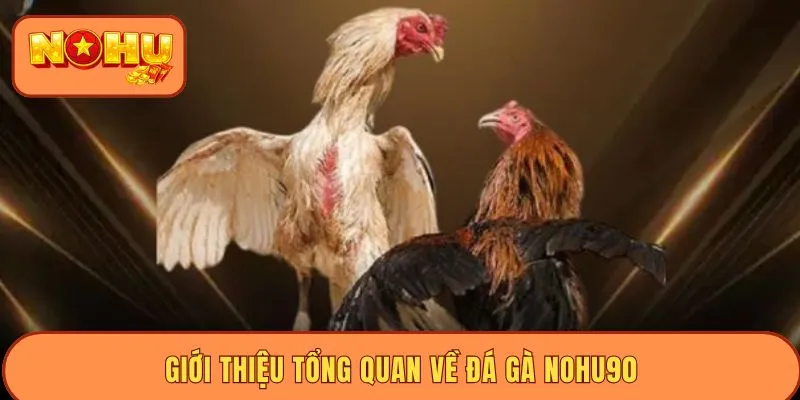 Giới thiệu tổng quan về đá gà NOHU90